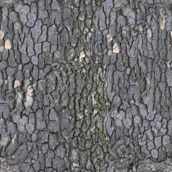 Seamless Tree Bark